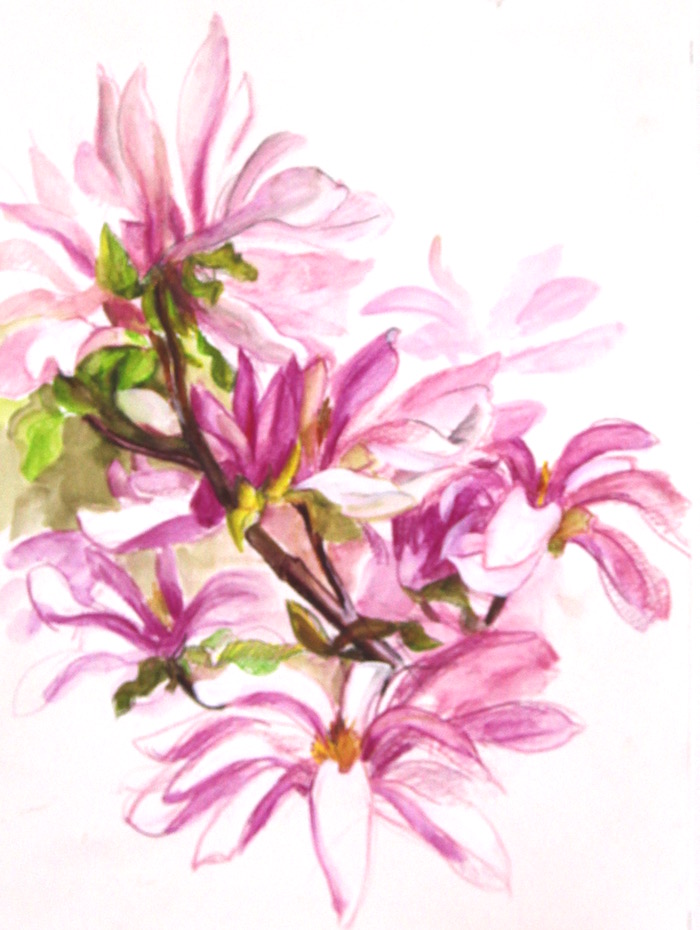 'pinkie' magnolia web