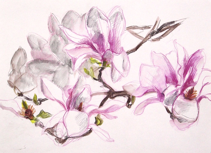 saucer magnolias web